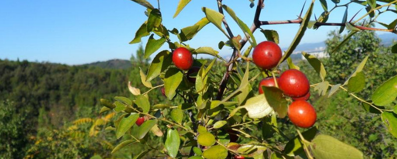 酸枣老桩怎么做盆景