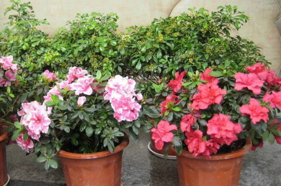 蓉花树花的功效