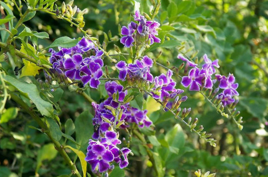 蕾丝金露花真的致癌吗