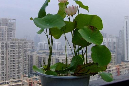 家养碗莲不开花怎么回事