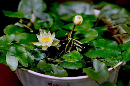 家养碗莲不开花怎么回事