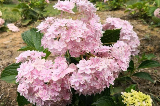 绣球花夏天可以移栽吗