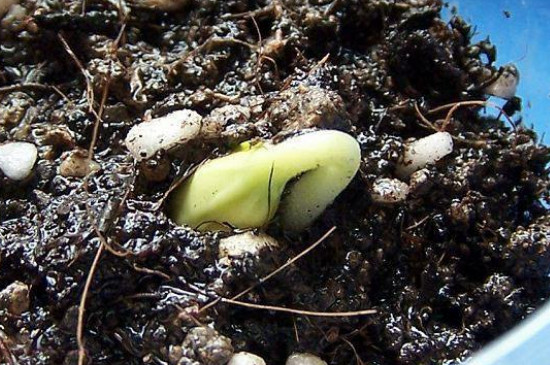 种子里的植物宝宝叫做什么