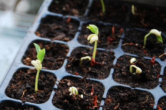 种子里的植物宝宝叫做什么