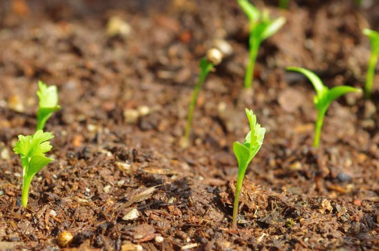 种子里的植物宝宝叫做什么