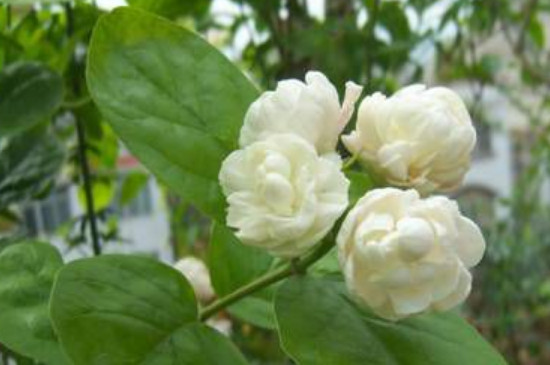茉莉花叶子枯萎怎么回事