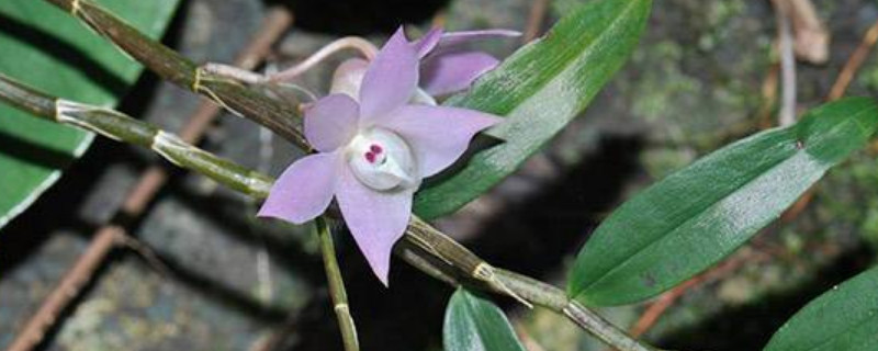 石斛开花后怎样管理