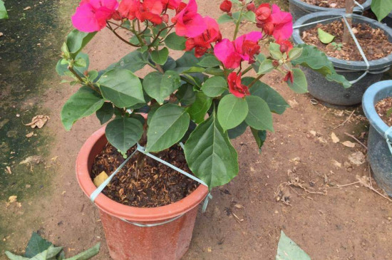 三角梅缓苗的技巧