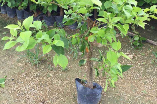 三角梅缓苗的技巧