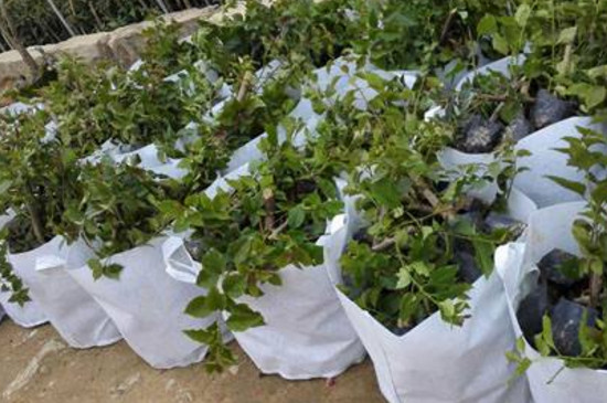 三角梅缓苗的技巧