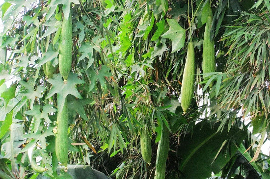 丝瓜怎么种才多结果