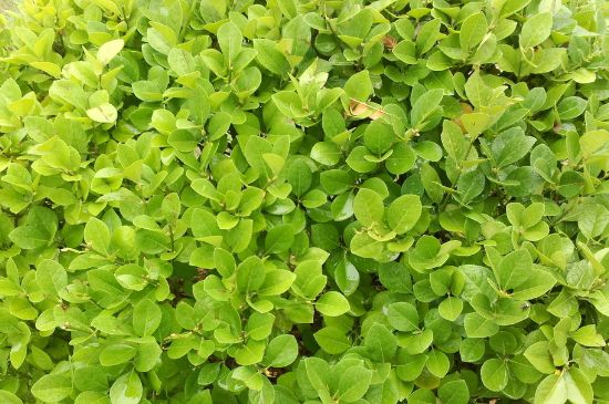 冬青苗使用什么除草剂
