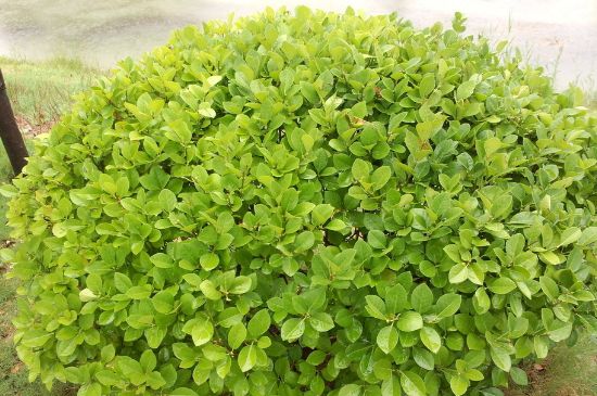 冬青苗使用什么除草剂