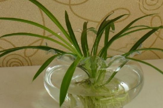 家庭自制植物营养液