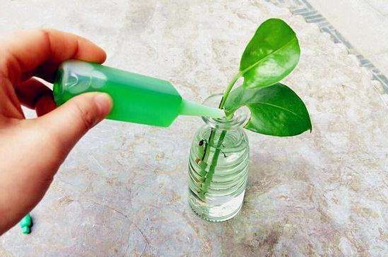 家庭自制植物营养液