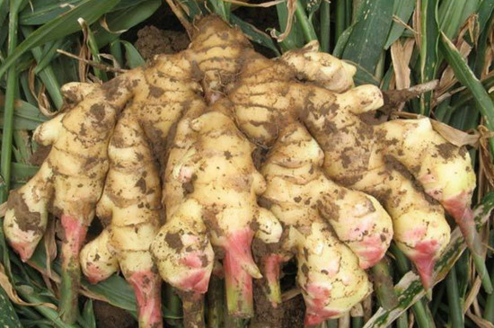 最筒单的在家种姜方法