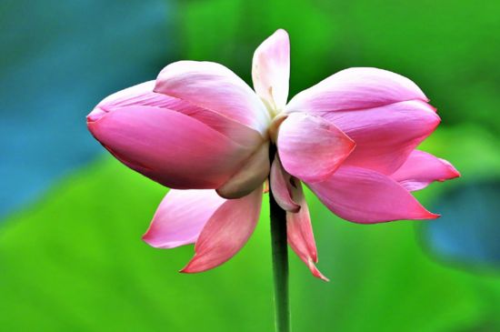 圆明园并蒂莲开花