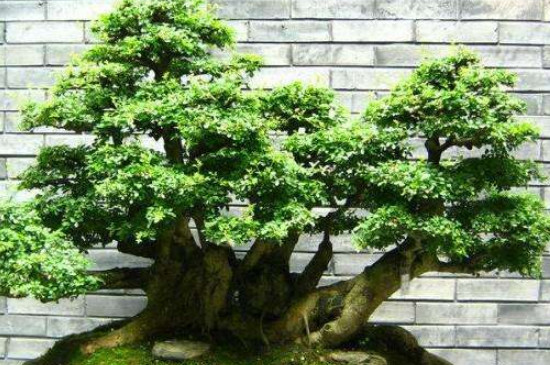 榕树盆景叶子发黄掉叶