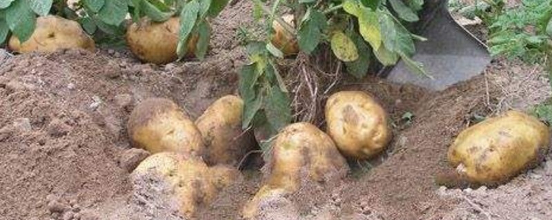 无性生殖有哪些
