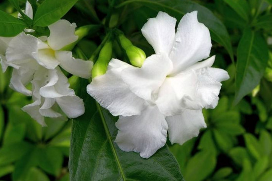 狗牙花寓意