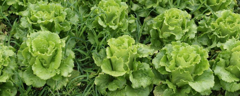 甲维盐使用方法