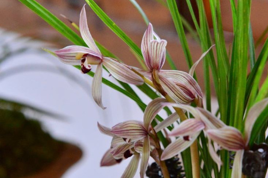 组培兰花几年能开花