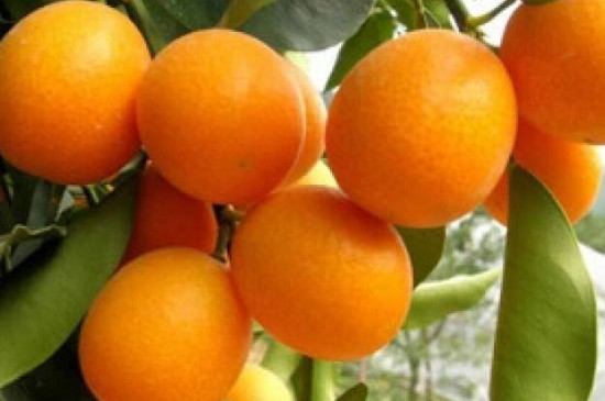 金桔结果后怎么管理