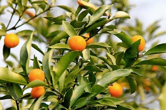 金桔结果后怎么管理