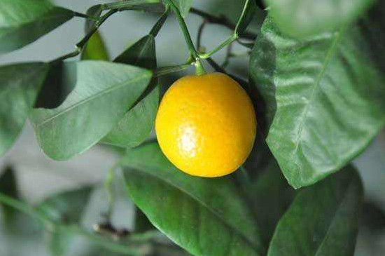 金桔结果后怎么管理