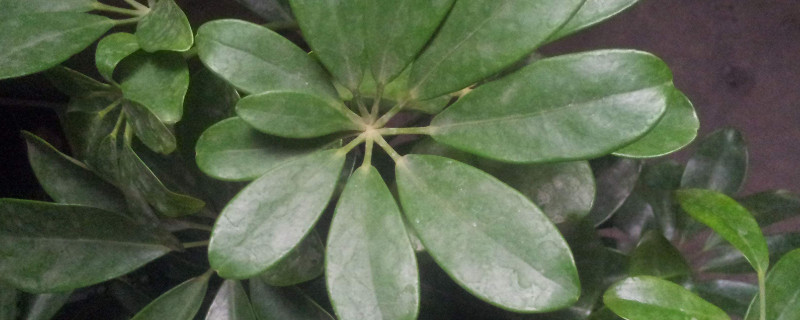 鸭掌木掉叶子叶子发黑