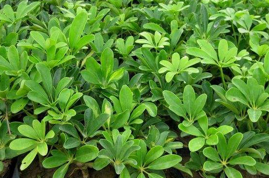 鸭掌木掉叶子叶子发黑