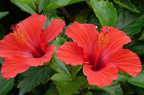 扶桑花用啤酒浇