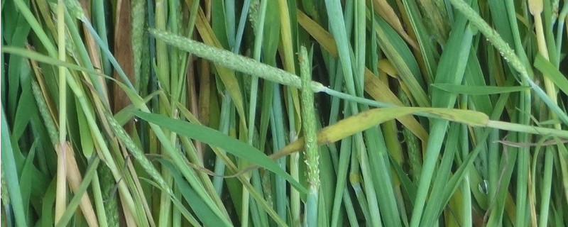 怎么辨认提木西草