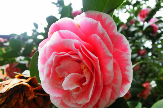 粉十八学士茶花
