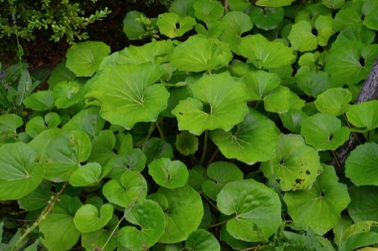 一叶莲多大可以分株