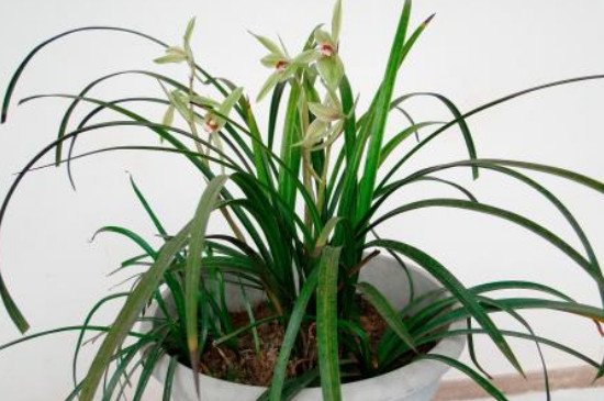 兰杜是什么花