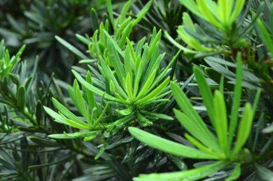 罗汉松0下10度能过冬吗