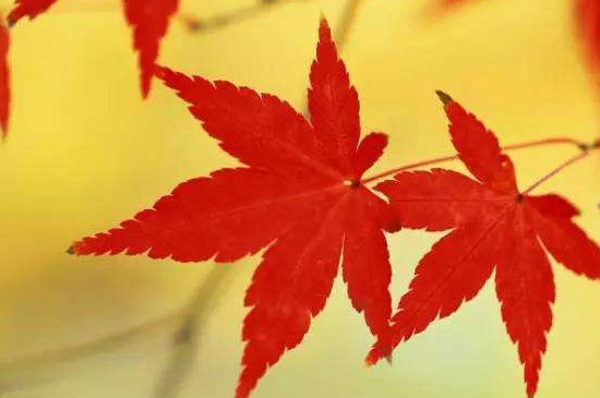 西安红叶观赏时间