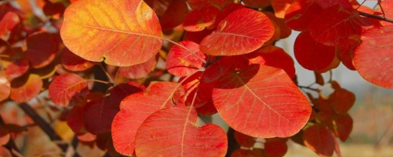 雾灵山红叶最佳观赏期