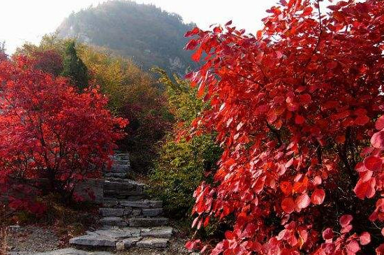 雾灵山红叶最佳观赏期