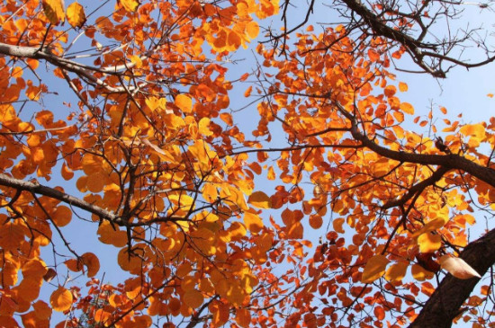 雾灵山红叶最佳观赏期