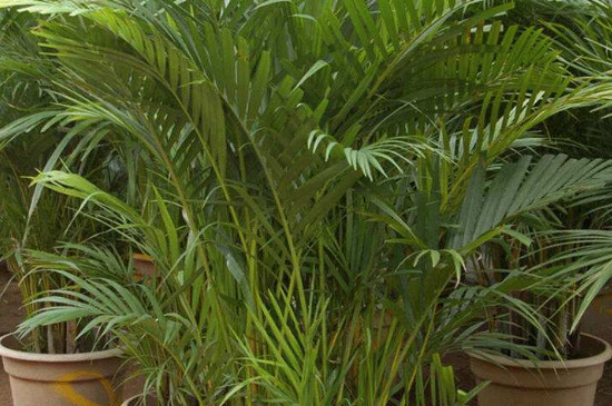 凤尾竹叶子黄是怎么回事