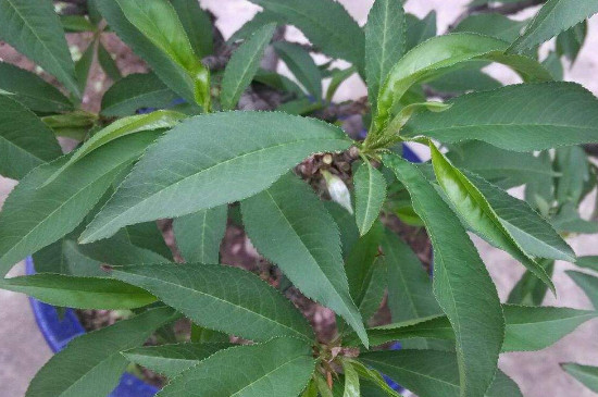 桃树的养殖方法和注意事项