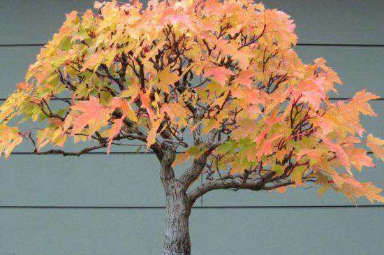 红枫可以用啤酒浇吗