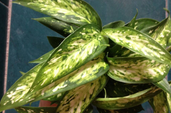 银皇后可以放着室外吗