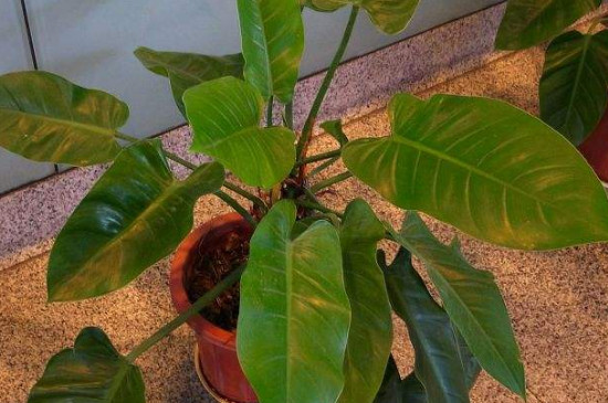 绿帝王喜林芋养护