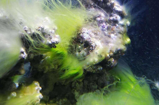 52草缸除藻用量及用法