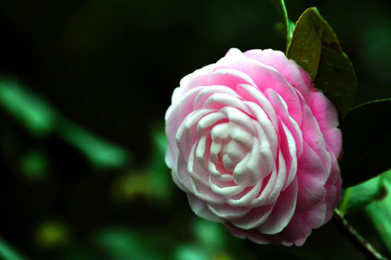 盆栽茶花怕冻吗