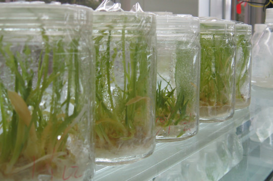 植物组织培养技术的地位