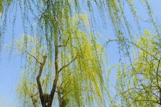 柳树闻起来是什么味道